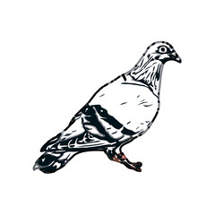 sketch of a dove with transparent background