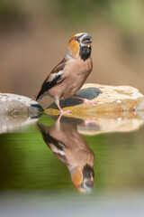 Hawfinch - Coccothraustes coccothraustes drinking water with reflection. Photo from Kisújszállás in Hungary.