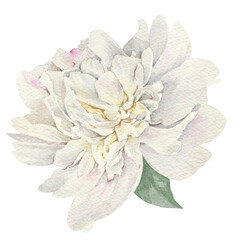 Watercolor illusrtation of a white peony flower head isolated om white background. Hand drawn botanical illustration. Perfect for wedding invitations, cards, fabric.