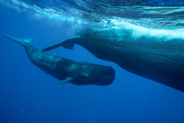 A newborn baby sperm whale swims surrounded by his family