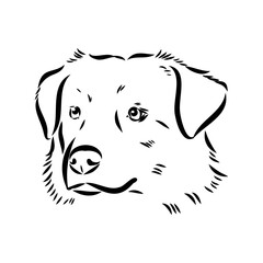 Vector isolated one single Australian Shepherd dog head black and white bw two colors silhouette. Template for laser engraving or stencil