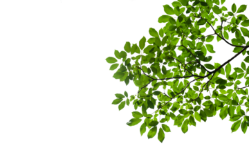 branch leaves or green leaf isolated. Tree Leaf Frame