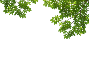 branch leaves or green leaf isolated. Tree Leaf Frame