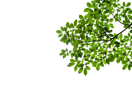 Fototapeta branch leaves or green leaf isolated. Tree Leaf Frame