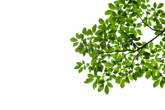 branch leaves or green leaf isolated. Tree Leaf Frame