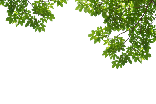 branch leaves or green leaf isolated. Tree Leaf Frame