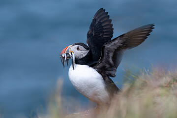 Atlantic puffin on the move with catch of sand eels on the island of Lunga