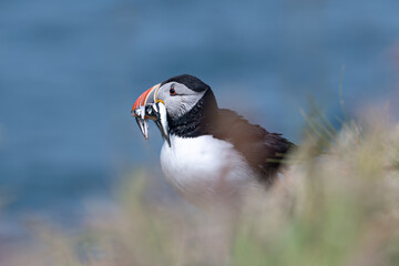 Atlantic puffin with catch of sand eels on the island of Lunga