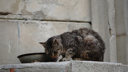 stray cat eating food on street