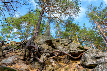 Landscape with rock in forest.