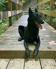 aesthetic dog photo dog puppy