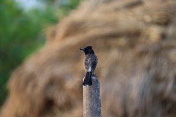 A Bird on a Wooden Pole. The bird is perfectly still, and it seems to be enjoying the peace and quiet of the moment. The hay is a beautiful golden color, and it provides a backdrop for the bird.