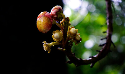 Cannonball tree branch with blossoms cluster in the rain
