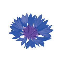 Centaurea in vector. Basket flower isolated. Blue wildflower illustration. Isolated cornflower 