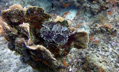 underwater image of feather duster worms attached to corals in a natural reef environment