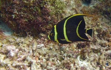 Underwater closeup of an Angelfish with yellow stripes swimming in the Reef
