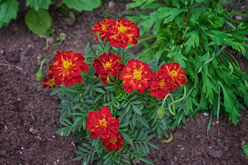 A compact variety of marigolds with numerous terry inflorescences of the original color.