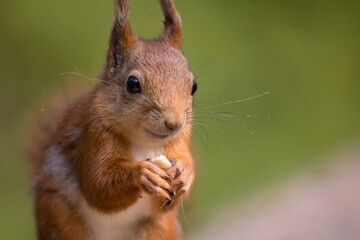 Naklejka na ściany i meble Squirrel eating nut, portrait, face close up