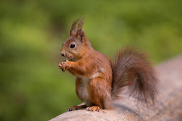Naklejka na ściany i meble Red Squirrel Eating, close up, beautiful nature