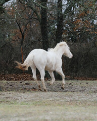 Obraz na płótnie Canvas White horse running at gallop through Texas winter field.