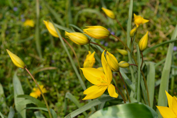 Wild Tulip