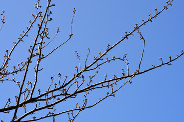 Damson Plum