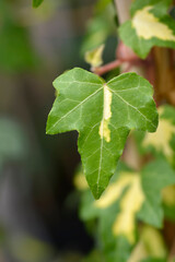 English Ivy Goldheart