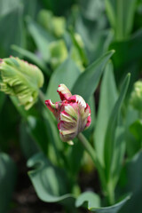 Parrot Tulip Estella Rijnveld