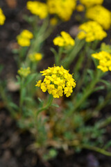 Madwort Golden Spring