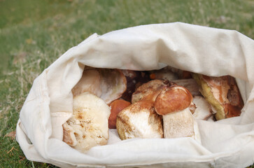 Porcini mushroom harvest in cotton bag. Fall fungi background scenery or forest foraging or hunting edible mushrooms in Switzerland. Known as king mushroom, cep or Boletus edulis. Selective focus.
