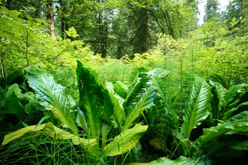 BC summer swamp or wetlands texture with large Skunk cabbage, Field Horsetail and salmonberry bushes. Overgrown lush green plants in forest clearing of North Vancouver, BC, Canada. Selective focus.