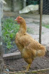 Red chicken stand in paddock on farm