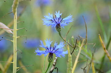 flowers on a meadow