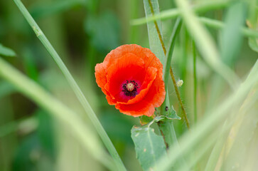 red poppy flower