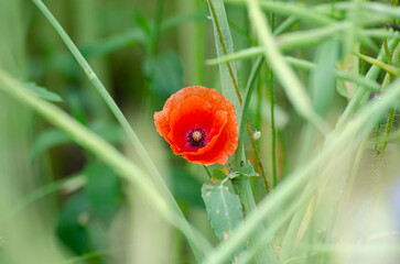 red poppy in the grass