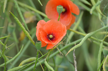 red poppy flower