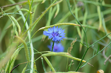 blue flower on a meadow