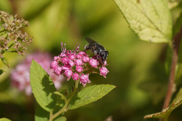 Houseleek Blacklet, Cheilosia caerulescens, family hoverflies (Syrphidae) on flowers of Japanese spirea (Spirea Japonica 'Goldflame'). Rose family (Rosaceae). July, Netherlands