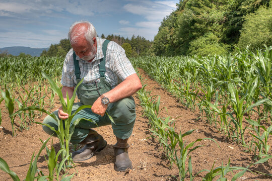 A farmer checks his maize in the field, which is growing poorly and unevenly this year. Climate change and drought are causing more and more problems for farmers.