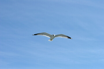 Fototapeta na wymiar flying beautiful seagull