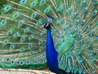 Obraz premium peacock with feathers