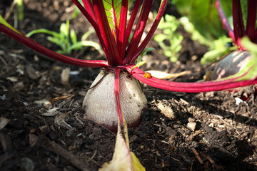 Beets growing in garden or farm field in rows. Multiple large mature beets, beetroots. Known as table beet, garden beet, red beet or Beta vulgaris. Root vegetable summer harvest. Selective focus. - obrazy, fototapety, plakaty