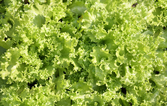 Lettuce salad in garden, top view. Summer salad texture. Many mature lettuce plants ready for harvesting.  Bright green yellow romaine salad. Selective focus with defocused lettuce leaves.