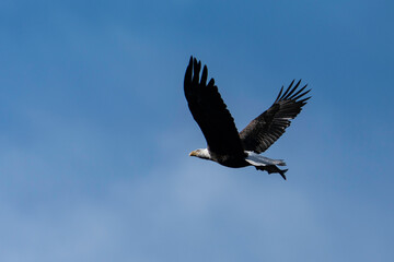 Bald eagle