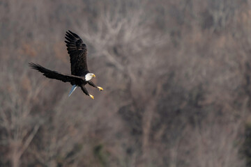 Bald eagle
