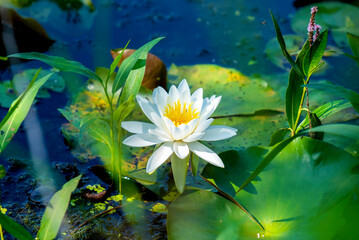 Fototapeta na wymiar Water Lily