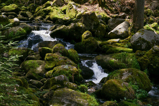 Foresta nera, ambiente fatato, fate 