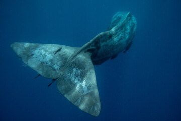 Underwater shot of a huge sperm whale tail
