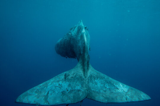 Underwater shot of a huge sperm whale tail