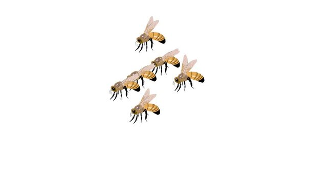 honey bees , flying bees, hornet